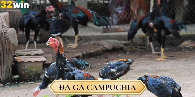 Tận Hưởng Đá Gà Campuchia Qua Nhiều Loại Hình Thi Đấu Đa Dạng