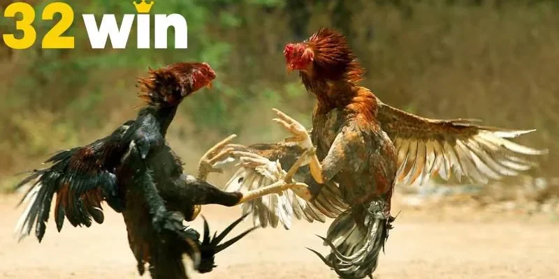 Đá gà mạng tạo sức hút nhờ sự kịch tính, mãn nhãn trong trận thi đấu