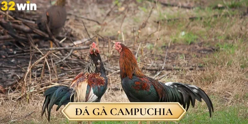 Điểm nổi bật của trò chơi đá gà Campuchia là gì