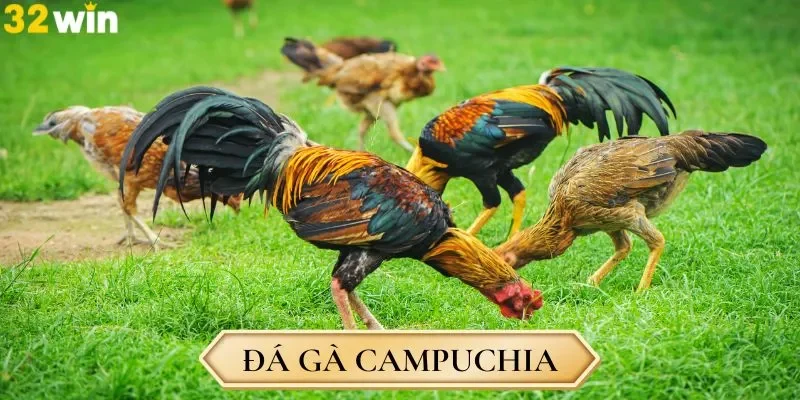 Khám phá bộ môn đá gà Campuchia cực kỳ đẳng cấp